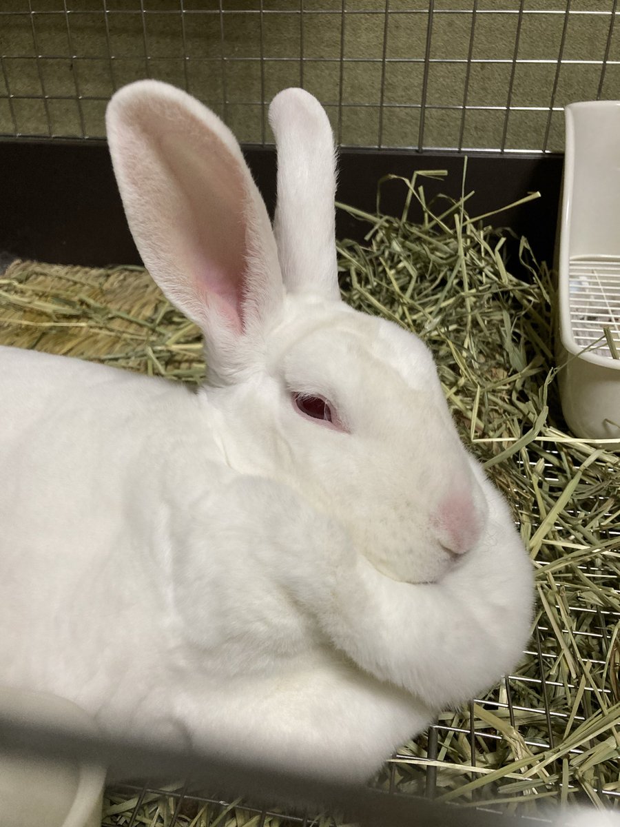 flemyrabbit's tweet photo. #国際うさぎの日 https://t.co/aIQOxewCsu