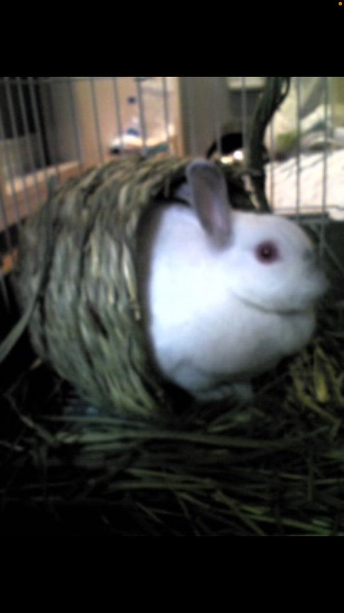 flemyrabbit's tweet photo. #国際うさぎの日 https://t.co/aIQOxewCsu