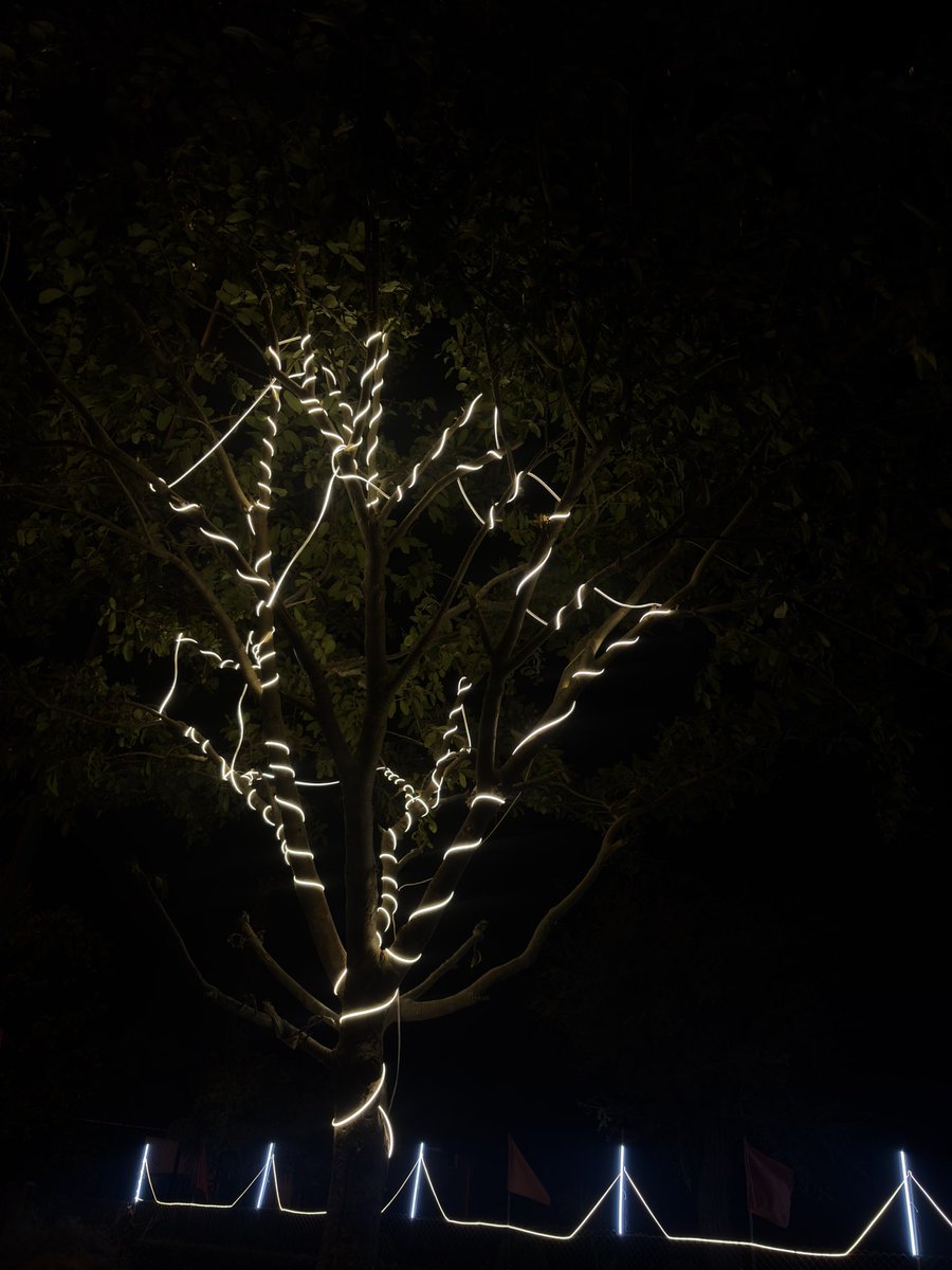 ladduu143's tweet photo. Tree skeleton 💀 https://t.co/bN3tzgiebQ