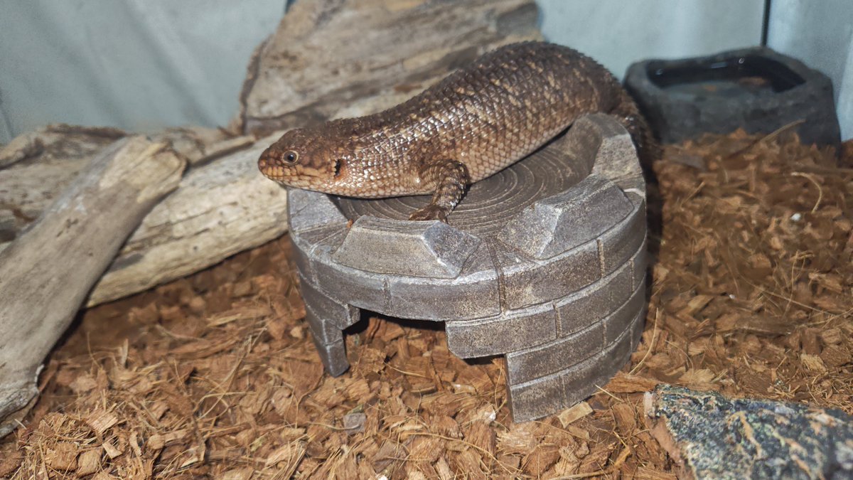 ktr_213150's tweet photo. Apparently, my little ones are going to become Tata...!

Despite their appearance, they’re actually quite timid. That contrast is so cute!!

Recently, one of the pairs has become gravid, and her belly is getting bigger. I can’t wait for the colony to really get established!! https://t.co/t6bFoh4Dez