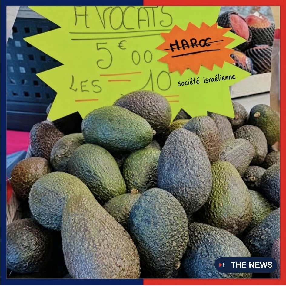 thenews_fr's tweet photo. 🇲🇦🇮🇱 RÉVÉLATION — Vendus en Europe comme marocains, ces avocats enrichissent d'abord une société israélienne.

L'État marocain loue ses terres à une coentreprise contrôlée à 51 % par l'israélien Mehadrin, qu'il a lui-même autorisée. Résultat : près d'un avocat marocain exporté sur sept profite d'abord à une société israélienne.

🥑 Environ 85 % de la production part vers l'Europe sous étiquette « produit au Maroc ». Aux Marocains, il ne reste que les fruits impropres à l'exportation. 

📍Résultat : des terres confiées à un groupe étranger plutôt qu'à des producteurs marocains + mépris du consommateur local + contournement du boycott.