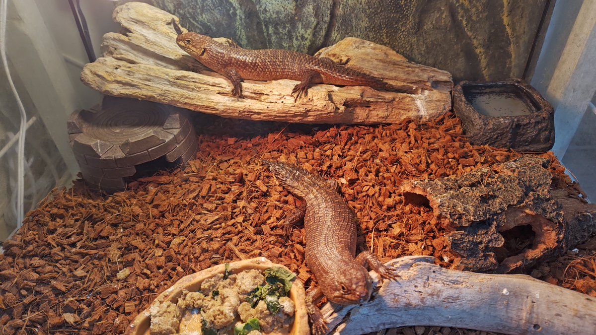 ktr_213150's tweet photo. Apparently, my little ones are going to become Tata...!

Despite their appearance, they’re actually quite timid. That contrast is so cute!!

Recently, one of the pairs has become gravid, and her belly is getting bigger. I can’t wait for the colony to really get established!! https://t.co/t6bFoh4Dez