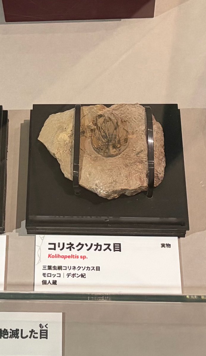 20160803__'s tweet photo. 久しぶりになんばを徘徊し大絶滅展へ行きました
4枚目は悪口みたいで1番気に入った名前の化石 https://t.co/vTEUkjbXAj