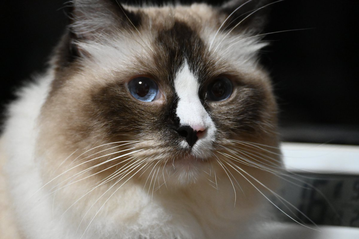 OBR_1998_0609's tweet photo. 🐱 https://t.co/7KzmdjvcKp