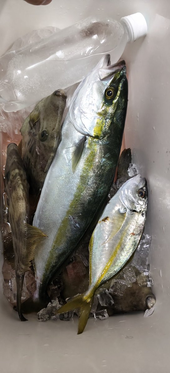 arutoktkk's tweet photo. 命の危険と引き換えに手にしたもの
カワハギ祭りすぎる https://t.co/TzY43Xot5l