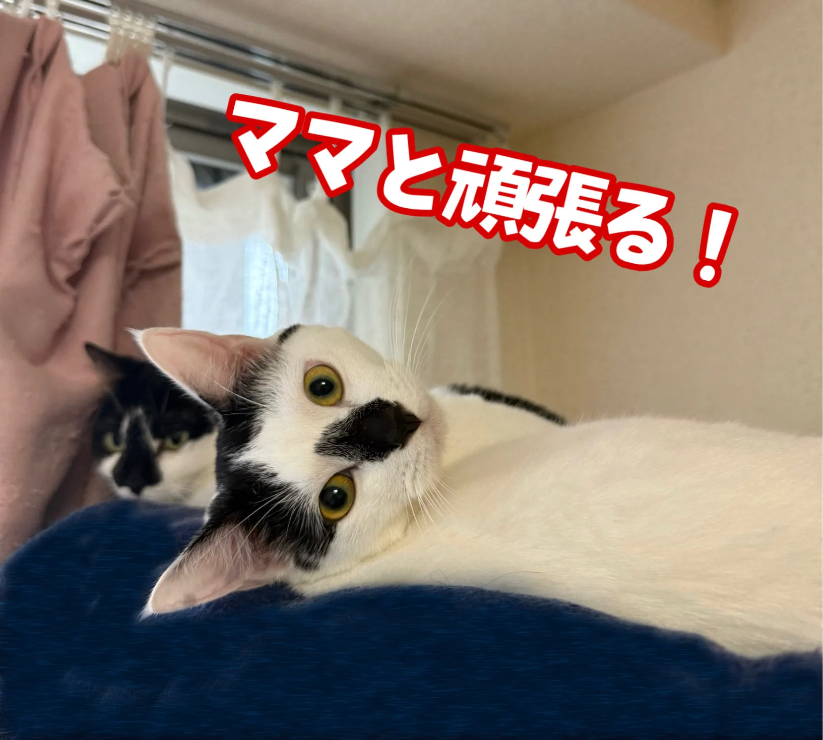 X-এ かわなみchoy? Everybody: 