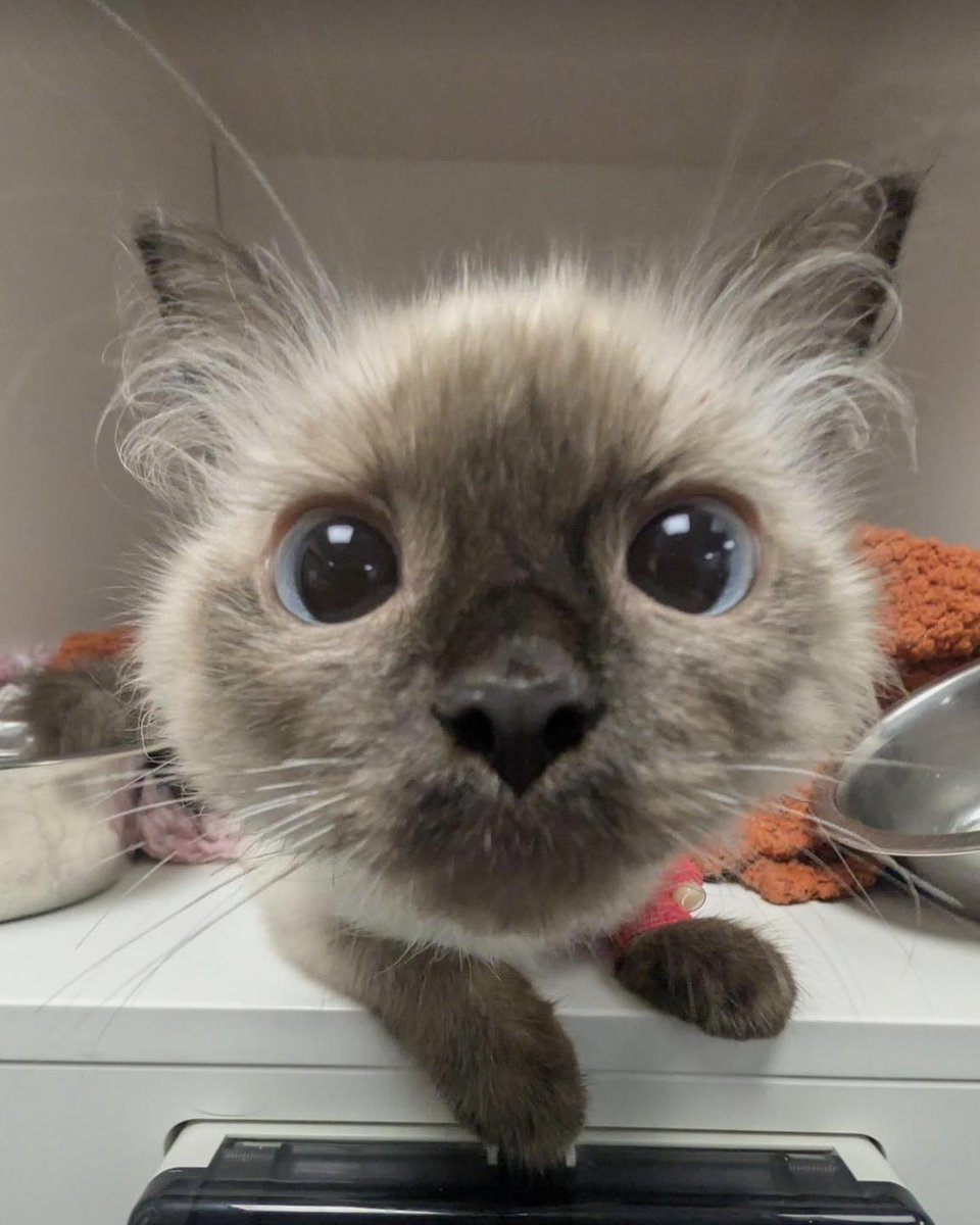 KizzyEastep7's tweet photo. Look at those eyes. As you can imagine, we all fell in love with this beautiful boy. https://t.co/EepLPGbMcs