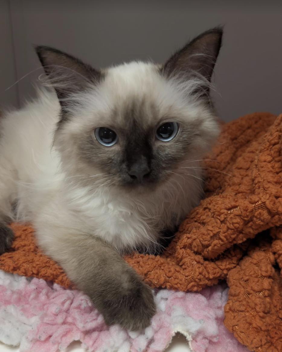 KizzyEastep7's tweet photo. Look at those eyes. As you can imagine, we all fell in love with this beautiful boy. https://t.co/EepLPGbMcs