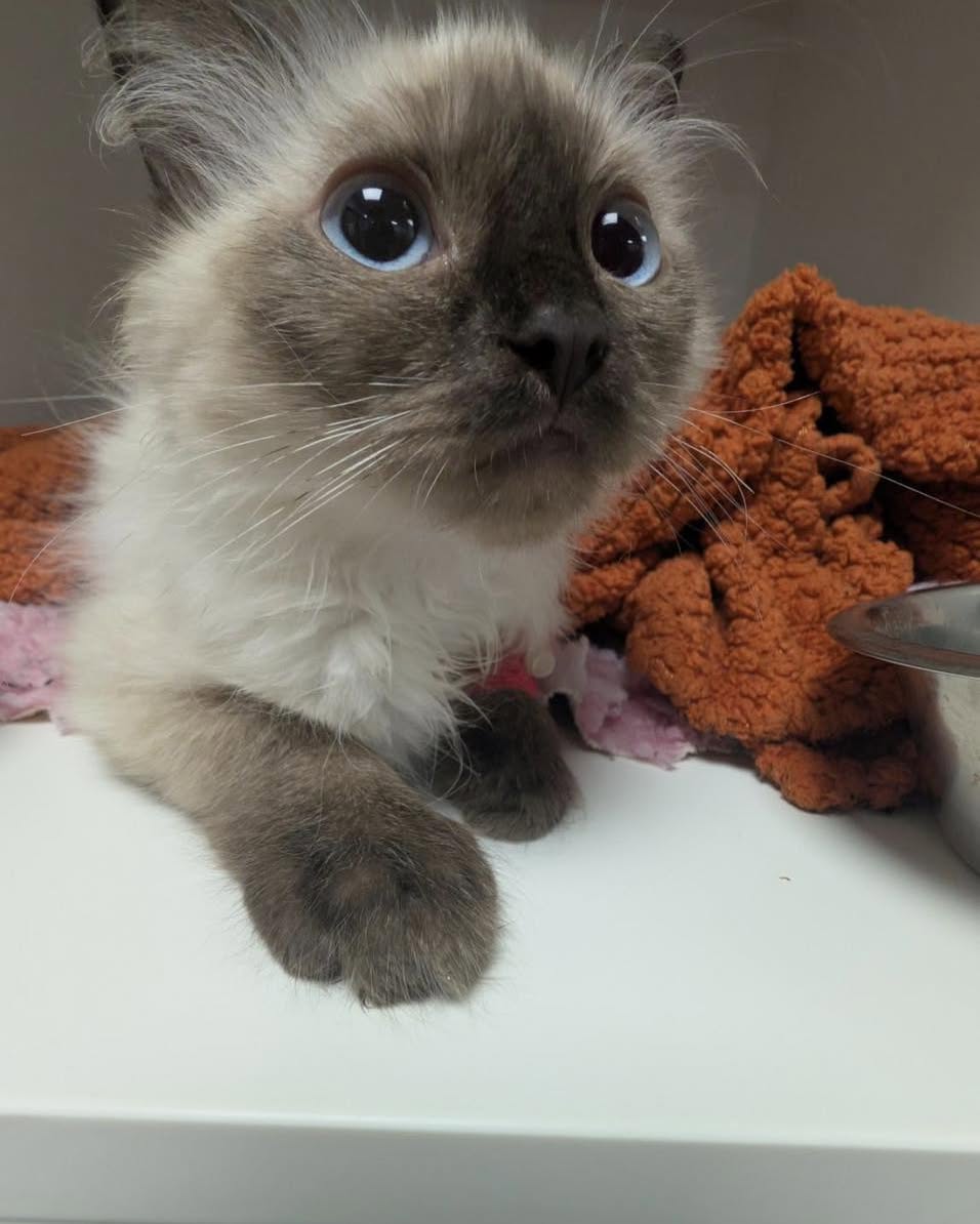 KizzyEastep7's tweet photo. Look at those eyes. As you can imagine, we all fell in love with this beautiful boy. https://t.co/EepLPGbMcs