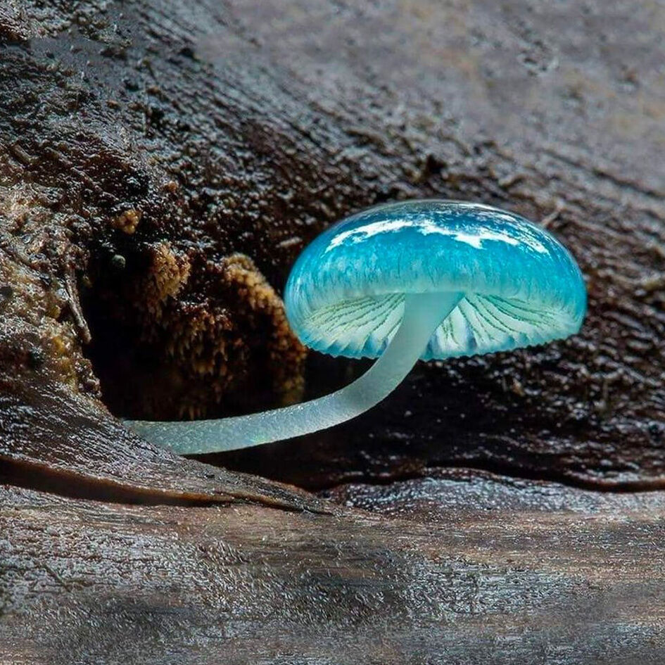 wonderofscience's tweet photo. The pixie's parasol mushroom (Mycena interrupta), found in Australia, New Zealand, and Chile.

📸: Steve Sargent https://t.co/yPXb6qEHjG