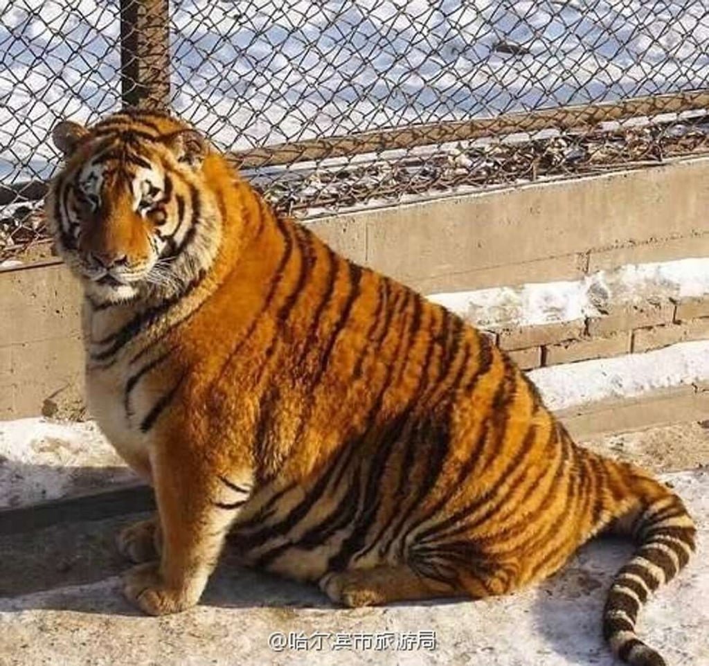 LionInCrisis's tweet photo. fat shaming while looking like this is crazy https://t.co/oIUzYrylrG