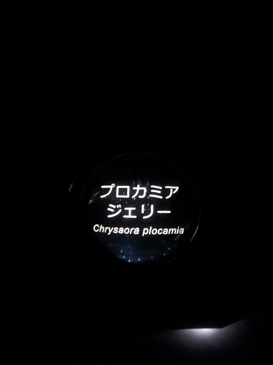 mandoragora56's tweet photo. どう考えてもこれすぎてクソ可愛い https://t.co/TDimqhqcSJ