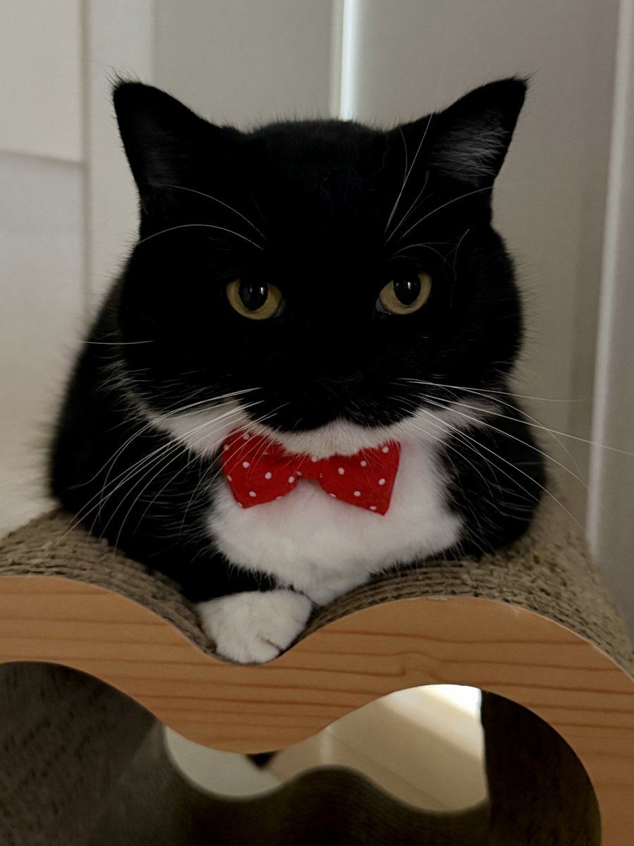 unicouniuni3's tweet photo. He looks like he’d listen to anything I say https://t.co/R4LVzKLDzS