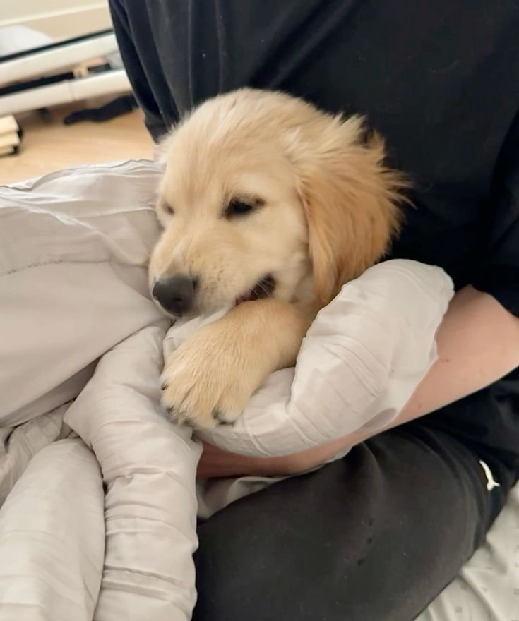 bightedante's tweet photo. Poise gente... me rendi a fofura!!!
BEM VINDO JAKE 💛💛
(Inspiração do hora de aventura kkkkkkk) https://t.co/29VJVbWmQn