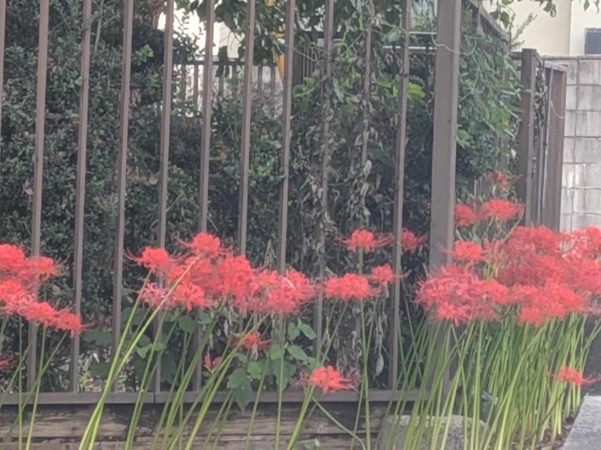 beheseizin's tweet photo. 隣町の中学校の周りには毎年たくさんのリコリスが咲く。 https://t.co/Awcer1LwCX