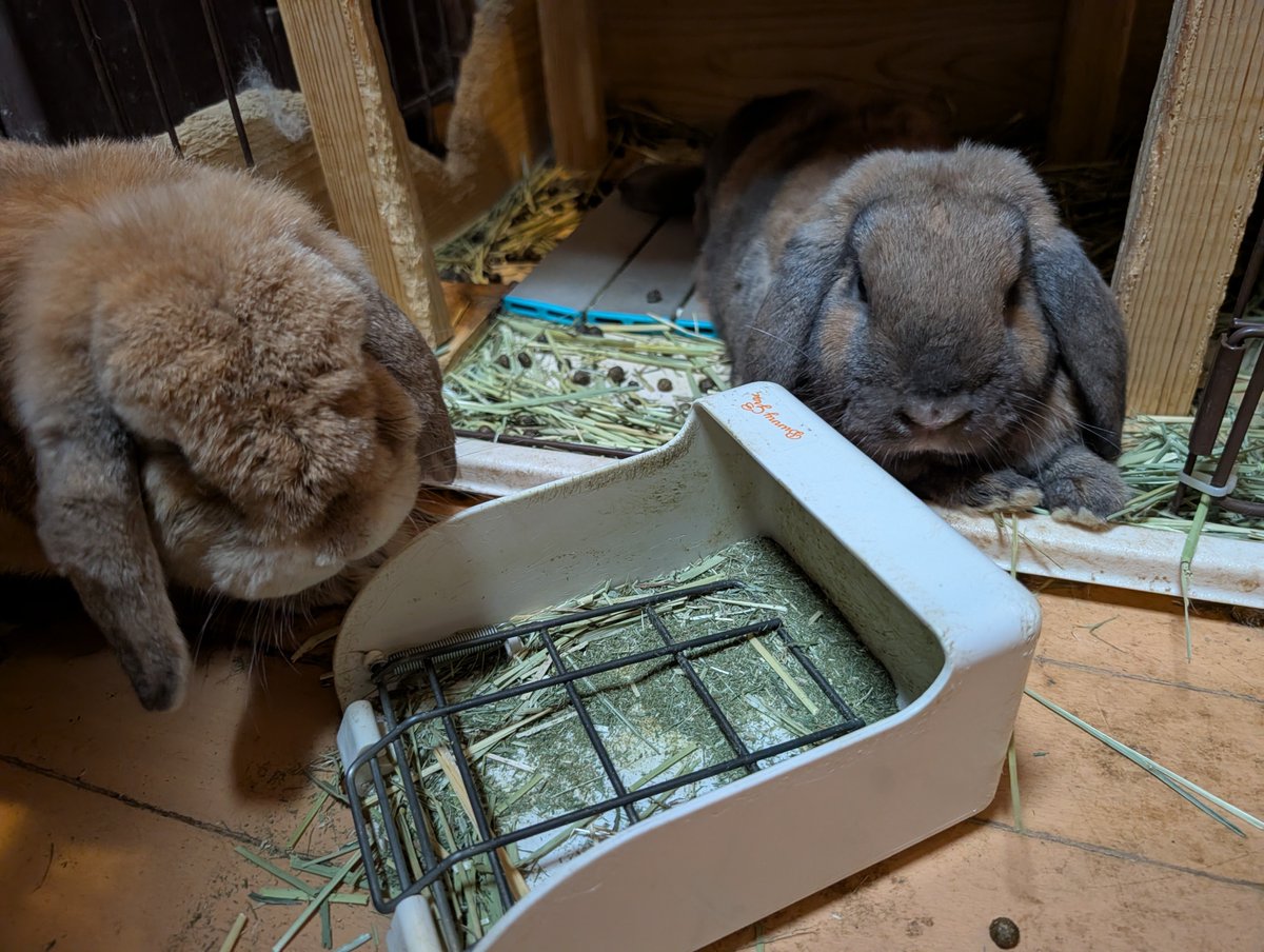 umeChaChitora's tweet photo. まめちゃん🐰　まろちゃん🐰
#うさぎ　#うさぎのいる生活
#うさぎがいる暮らし https://t.co/CuVVnXltZP