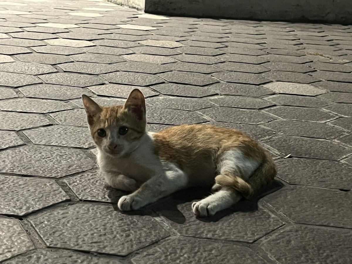 drewsvtired's tweet photo. kitty kitty kitty kitty https://t.co/rGI1f7jbdK