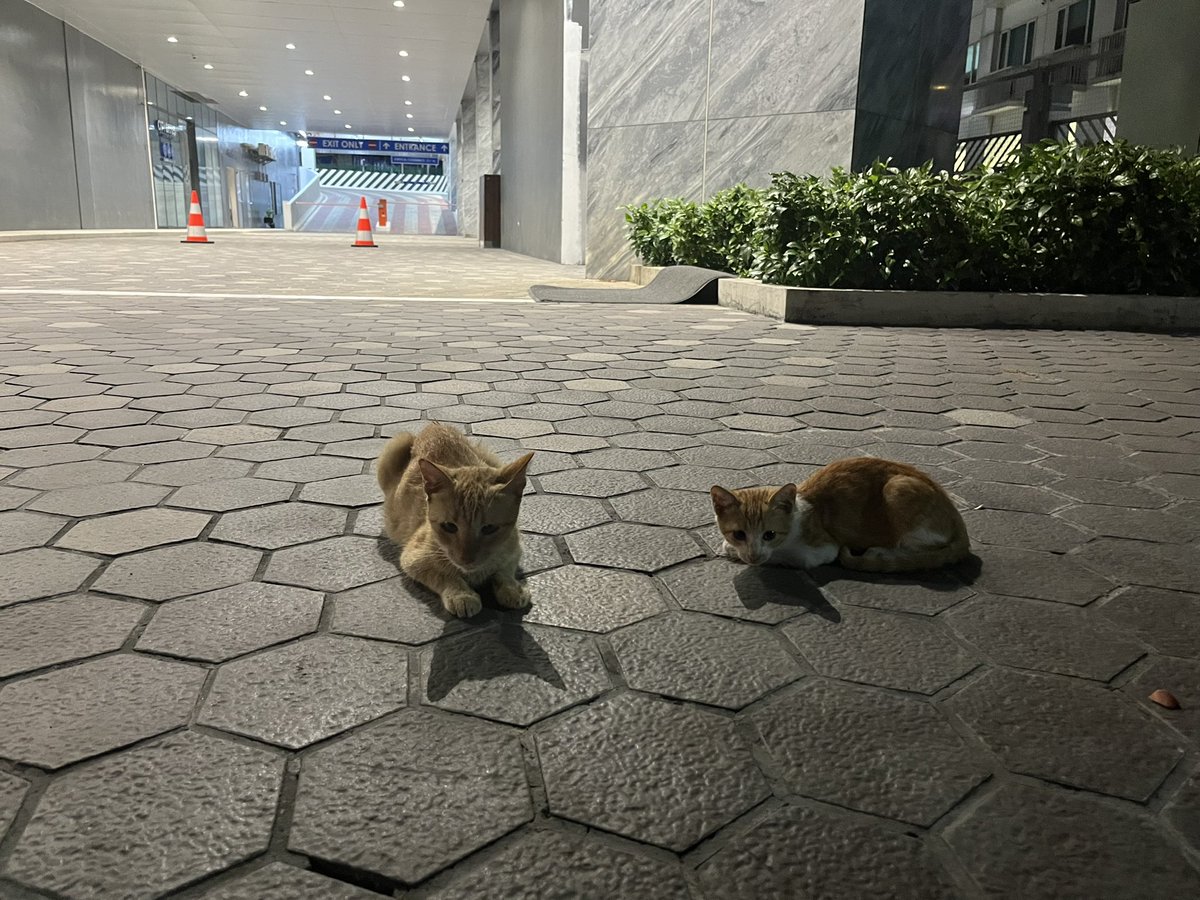 drewsvtired's tweet photo. kitty kitty kitty kitty https://t.co/rGI1f7jbdK