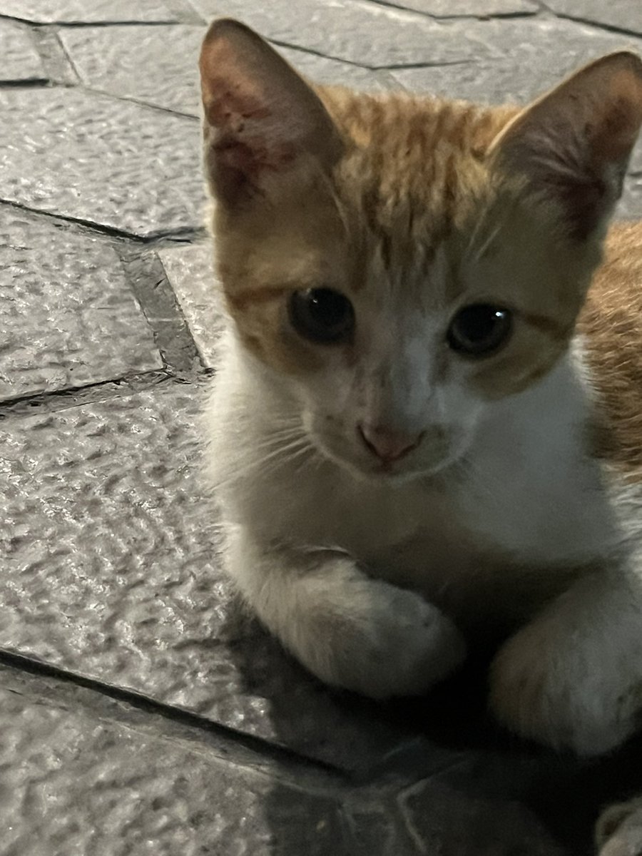 drewsvtired's tweet photo. kitty kitty kitty kitty https://t.co/rGI1f7jbdK