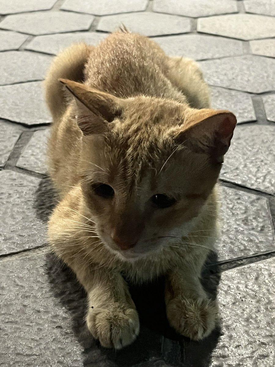 drewsvtired's tweet photo. kitty kitty kitty kitty https://t.co/rGI1f7jbdK