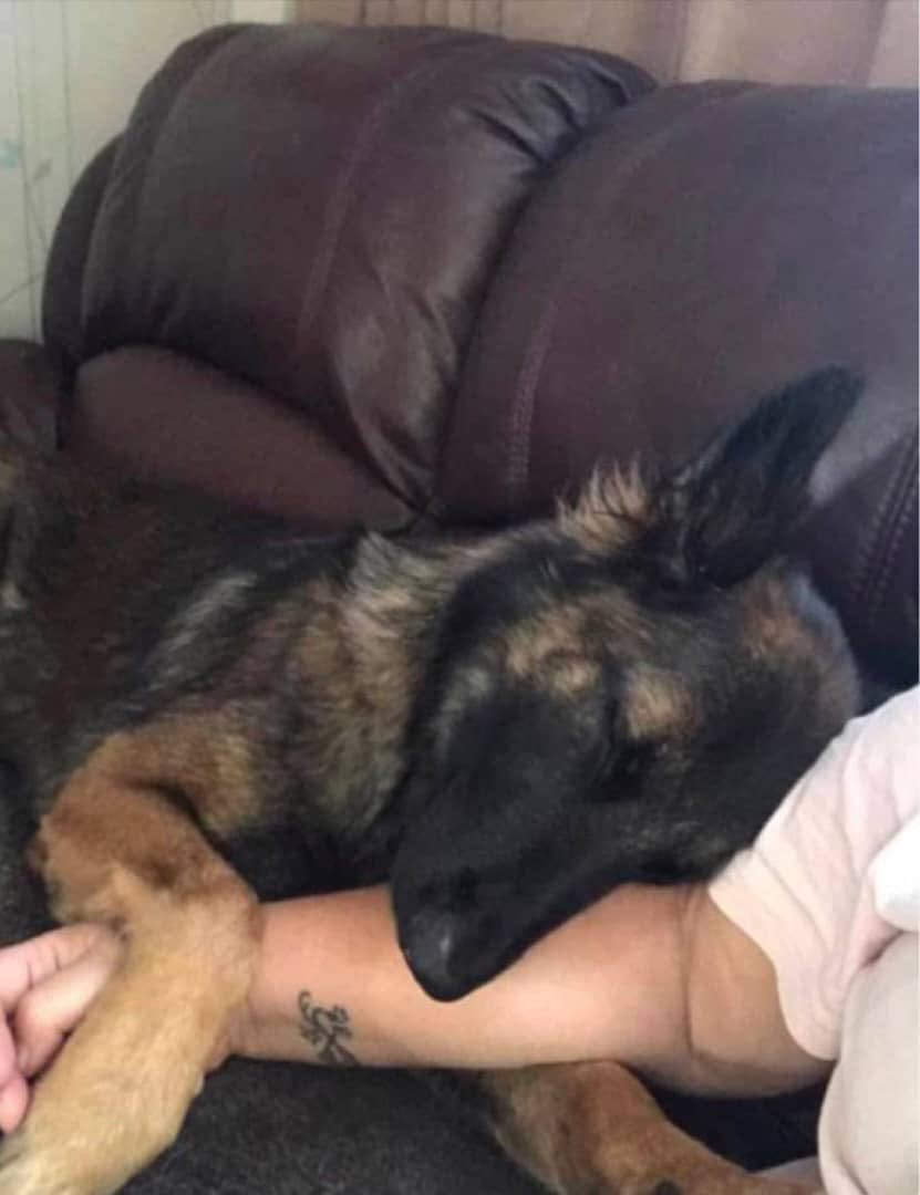 Peqxeh's tweet photo. Close enough for the timeline.
Deep enough for private.
Link in bio
#dogs #K9 #USA https://t.co/gINO9tpgHj
