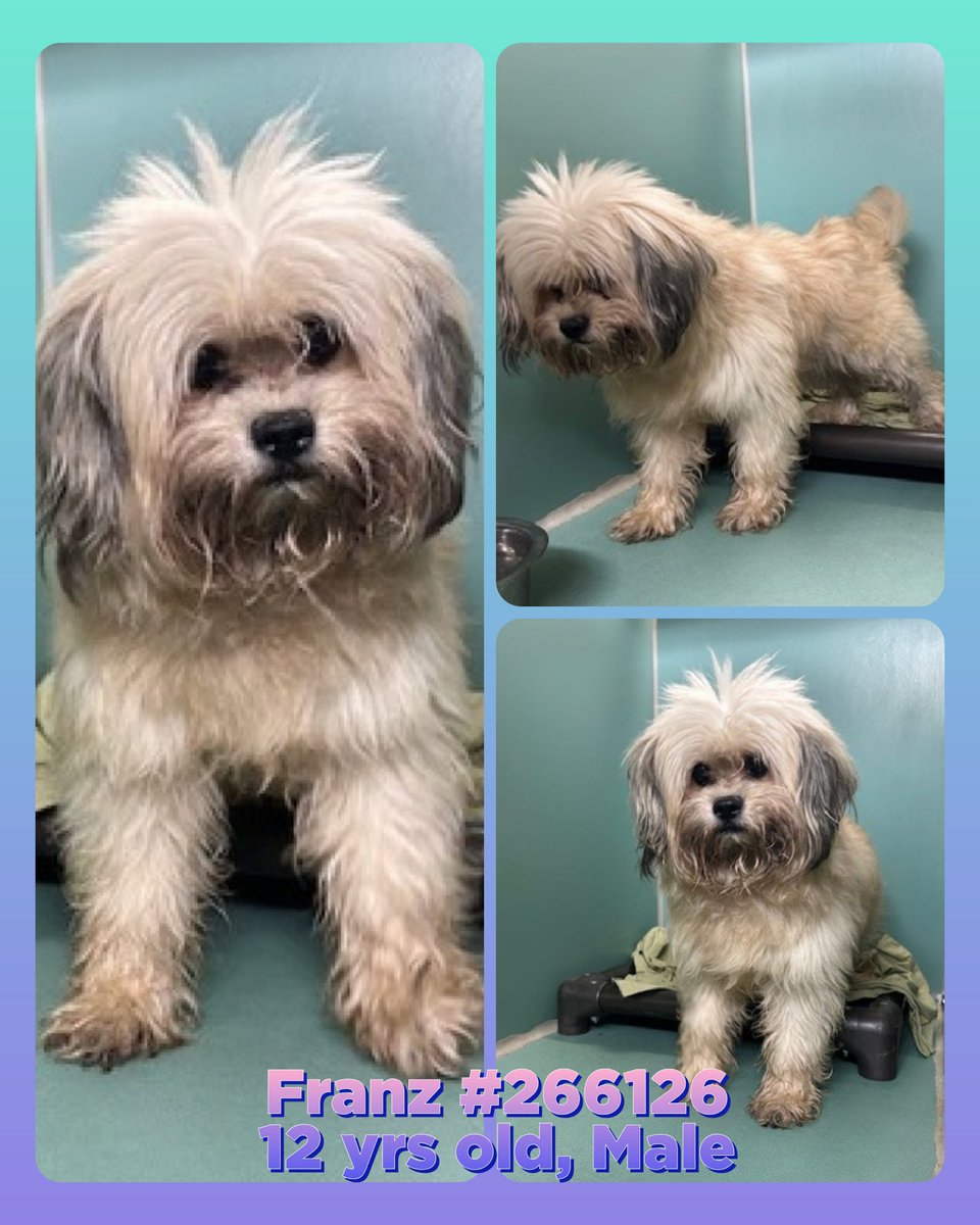 nyc_lilpaws2025's tweet photo. Meet Franz 266126
#NYCACC #AdoptMe 
He is a 10.6 lb, 12 yr old
Playful and cute boy
We need to get him out due to the germs spreading at ACC
Let's find Franz a good home!
#SaveOurSeniors
https://t.co/4Tt2jD2V9K
#Pledge4Rescue #foster #Adopt https://t.co/5ltyHPAna7