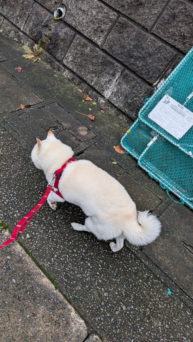 mofmof_lab's tweet photo. シャカシャカ歩くよ
#柴犬 https://t.co/5S9KRSIT0w