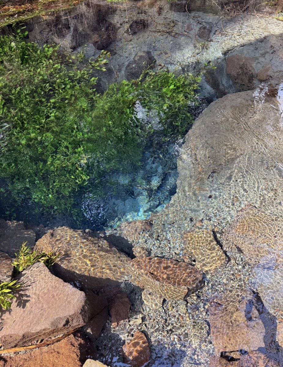 Kumamontar's tweet photo. 大分県由布市『男池湧水群』 https://t.co/FswftRy09e