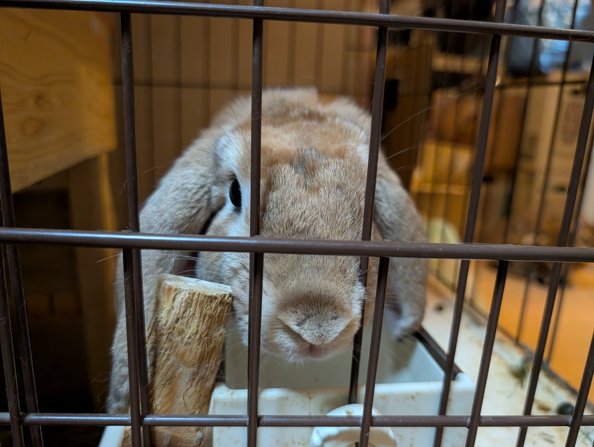 umeChaChitora's tweet photo. もーもーちゃん🐰
#うさぎ　#うさぎのいる生活
#うさぎがいる暮らし https://t.co/8L46TvuhTD