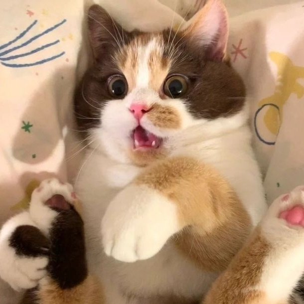 yukittylvr's tweet photo. 🙀 https://t.co/6Ze6ILICHU