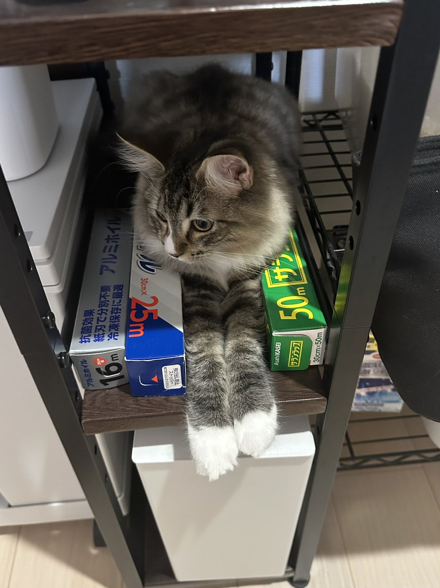 _reon_neko's tweet photo. スキマにジャストフィットする猫 #猫の居る暮らし https://t.co/RQBvYWgrc8