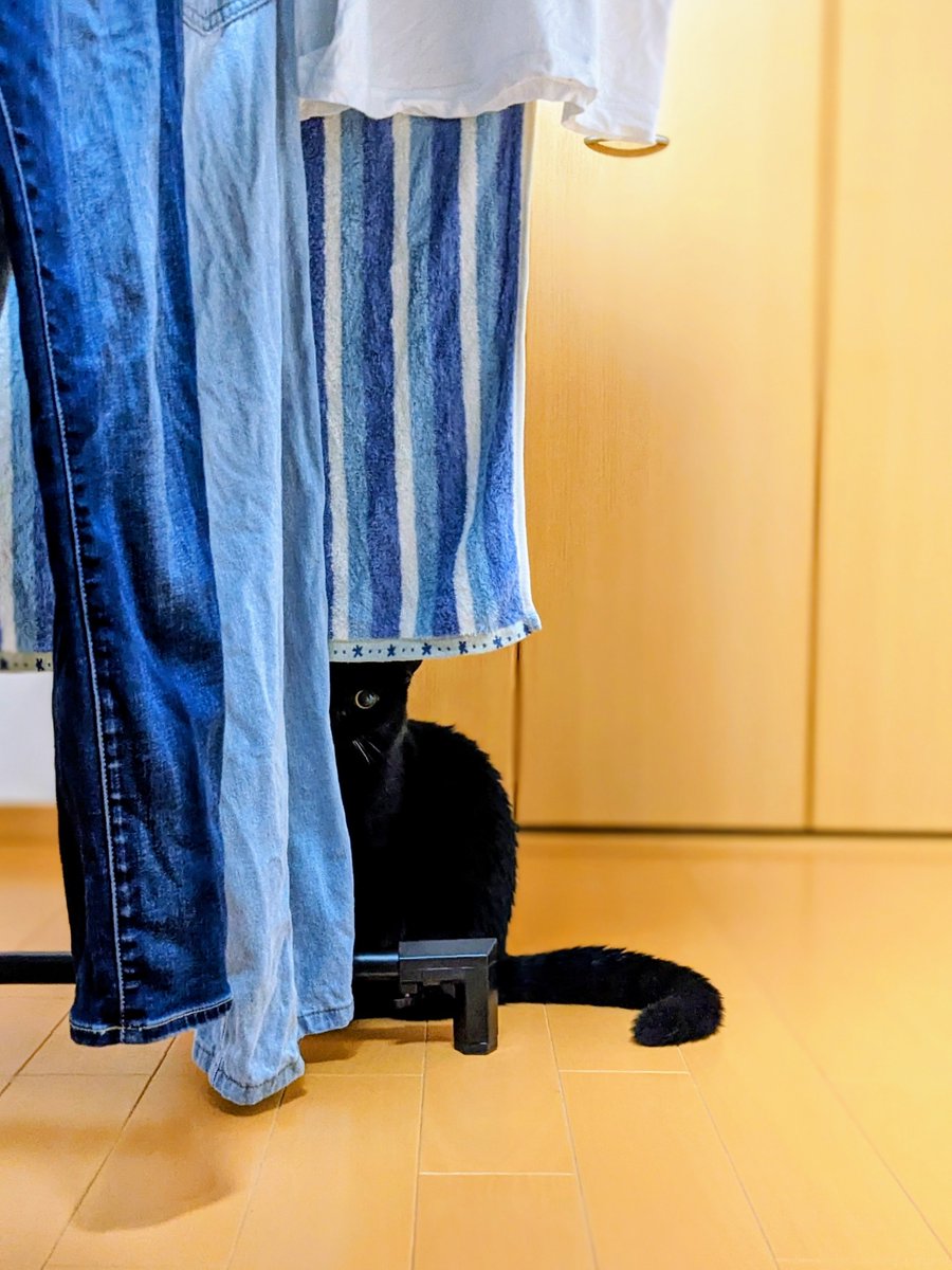coco_bks09's tweet photo. 青と黒

#猫のいる幸せ
#猫のいる暮らし
#猫好きさんと繋がりたい
#黒猫
#ブリティッシュショートヘア https://t.co/E6GmTmxbua