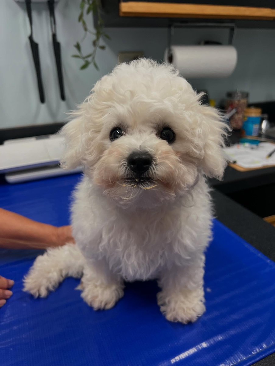 FerdinandDlk's tweet photo. All my patients are working hard for their treats! https://t.co/BnKYaxObFn