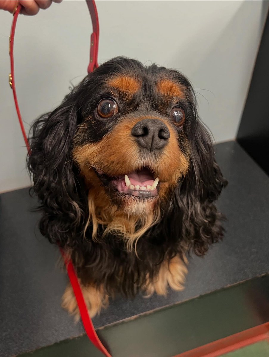 FerdinandDlk's tweet photo. All my patients are working hard for their treats! https://t.co/BnKYaxObFn