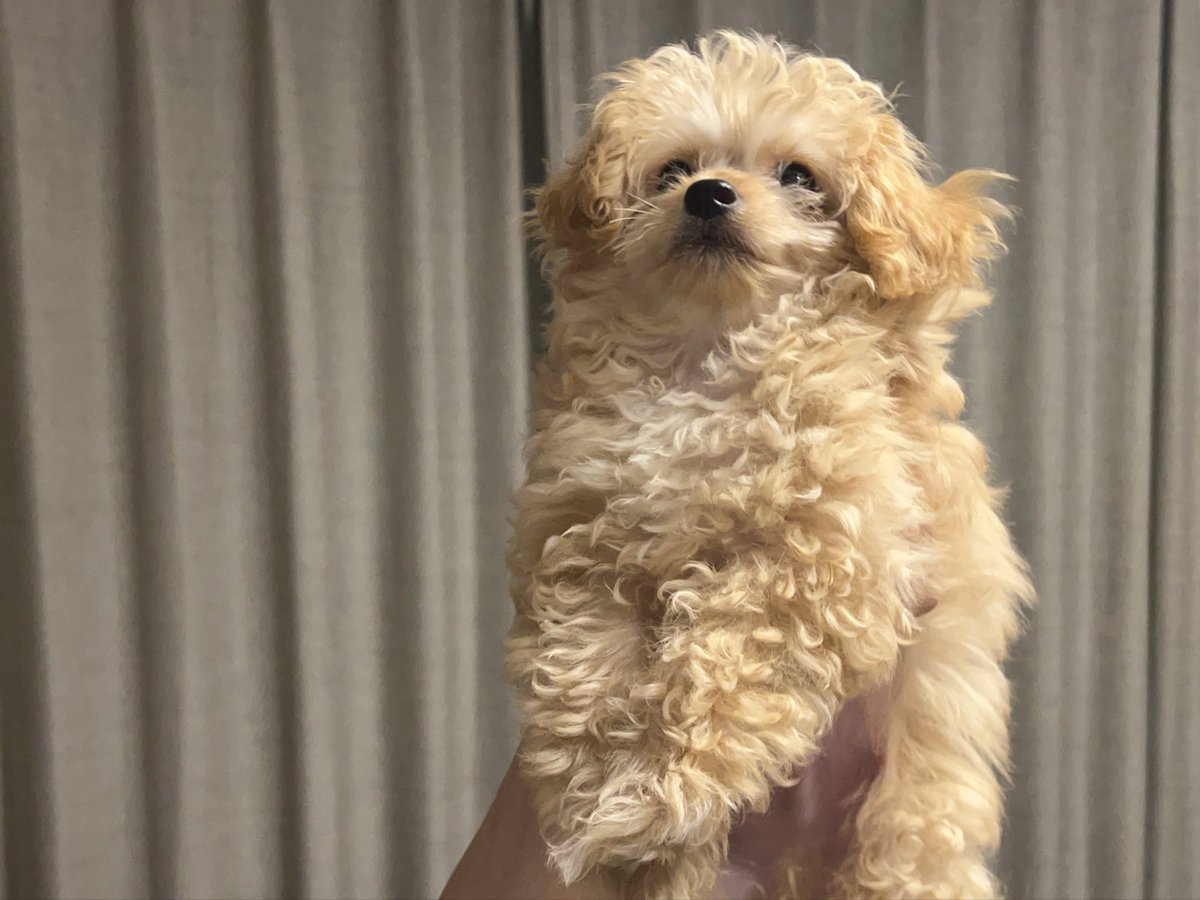 wow_prr's tweet photo. 毛がみっちり詰まってる犬 https://t.co/8kxtCpTiv6