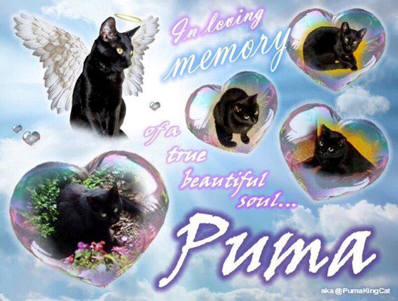 catgirl321's tweet photo. Please join me and light a candle for @PumaKingCat heartsore @MissSunnyMind Mom Sunny &amp; @cathound7 Dad Charles who carry Puma’s memory in their hearts forever❤️
Beloved Puma crossed #OTRB November 12 2013, just 2yrs old🌈🌟 #foreverlove #healingpurrspawty 
https://t.co/MfT1LOW7wg https://t.co/US71G52O3f