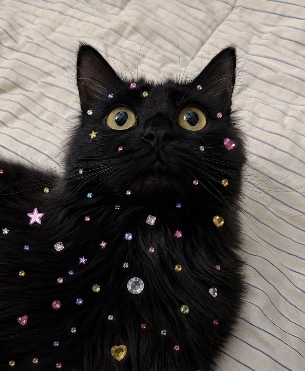 Take_Meow_Hand's tweet photo. ✨✨✨ https://t.co/1WVx1aOItn