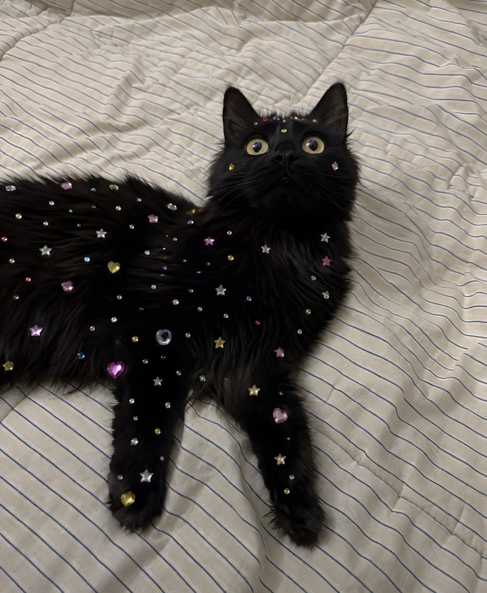 Take_Meow_Hand's tweet photo. ✨✨✨ https://t.co/1WVx1aOItn