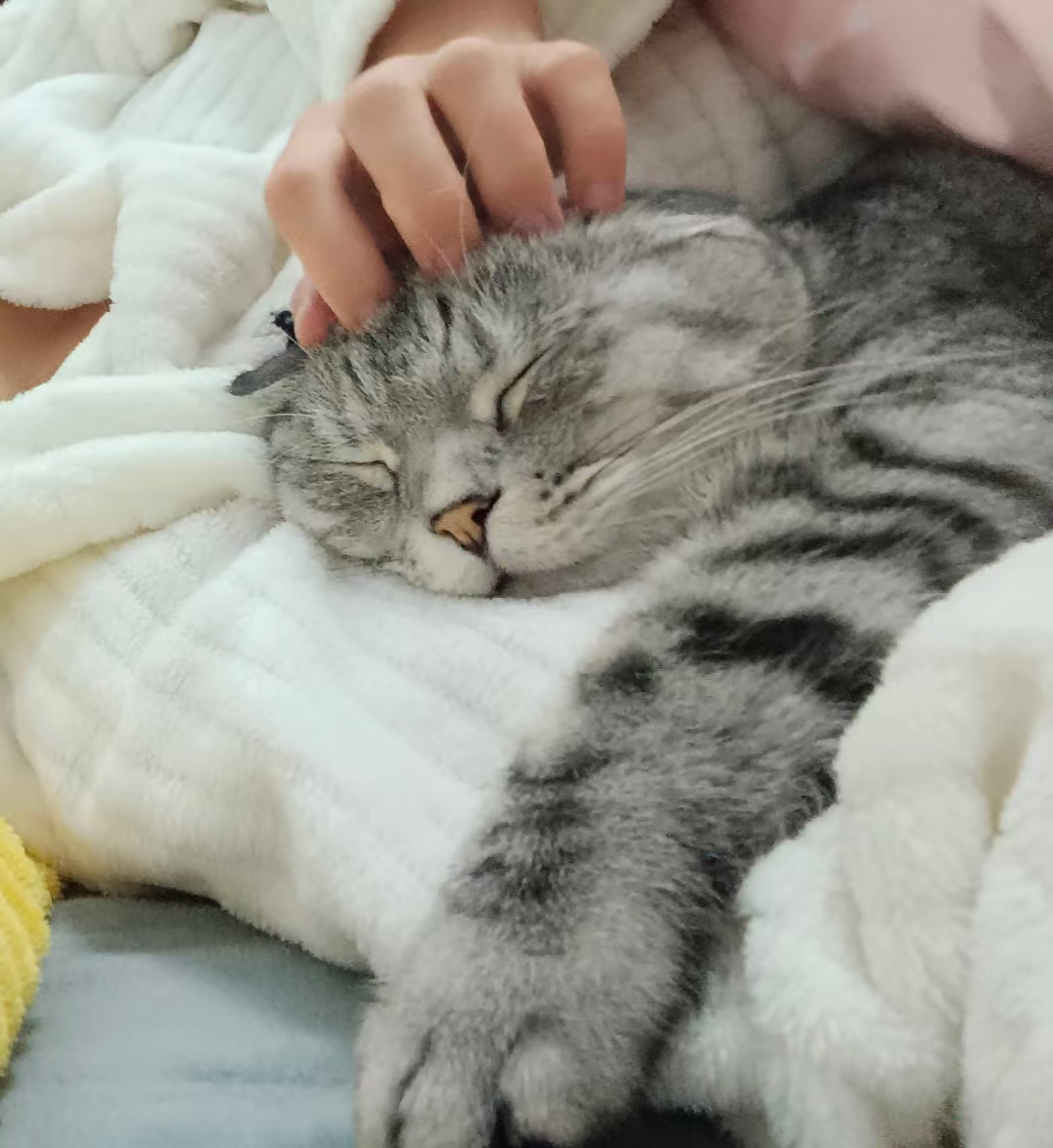 EuraSuttonqh's tweet photo. Un compaero peludo llena cada día de amor sin palabras ， https://t.co/wQenF54U6b