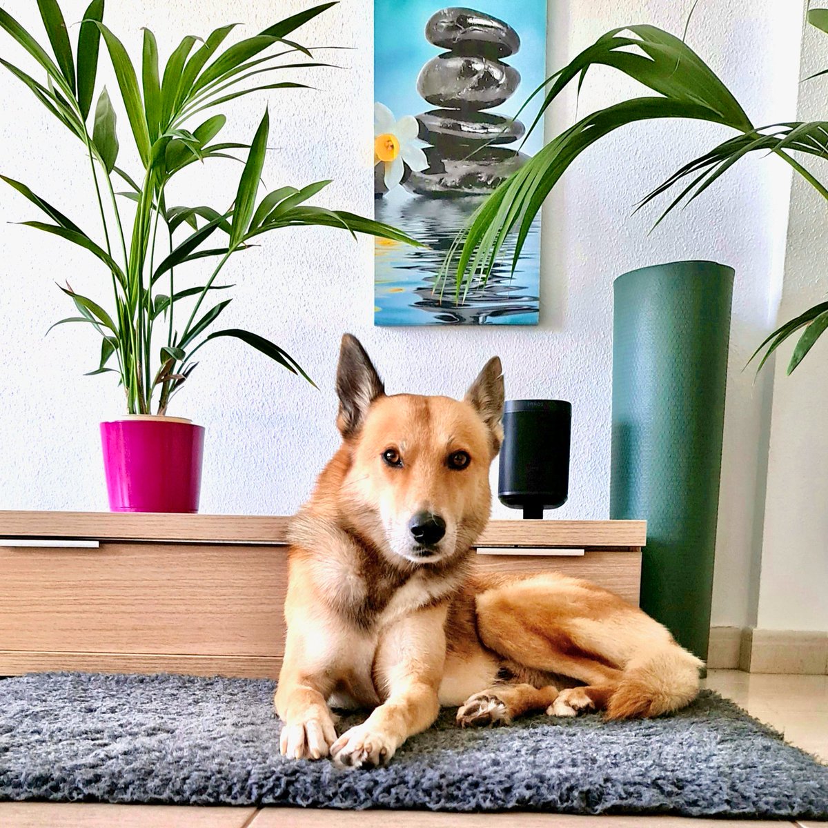_StevieBird's tweet photo. 𝗔 𝗺𝗮𝗻, 𝗵𝗶𝘀 𝗱𝗼𝗴, 𝗮𝗻𝗱 𝗮 𝗹𝗶𝗳𝗲 𝘄𝗲𝗹𝗹 𝘁𝗿𝗮𝘃𝗲𝗹𝗹𝗲𝗱  🐾 

Meet Leo.

He was found injured and hungry, wandering in the mountains of Gran Canaria.
The moment I saw him, I knew he was special. I adopted him in May 2020, and we’ve been inseparable ever since.

He’s truly the best — and a constant reminder of why I love life on this island.  ❤️ 

But Leo is only one part of my story.

I relocated to Gran Canaria in 2008. Before that, I had built and run several businesses in different countries, always working with people and finding solutions.

Shortly after moving here, I established a new company, recruited and trained a local team, and began supplying smoothies to the catering industry across the Canary Islands and abroad. This venture reached yearly sales of €2.5 million before closing in 2021, after thirteen years.

Like many entrepreneurial journeys, my own did not always follow a straight path.

There were successes and setbacks, and on more than one occasion, I had to reinvent myself.
Through it all, however, I never stopped being an entrepreneur.

I still instinctively look at a problem and think, "There must be a way to solve this."

One of the more unexpected turns in my life has been helping older people here in Gran Canaria.

This was not planned; I simply noticed a need. Many people retire to the Canary Islands and build wonderful lives.

Yet, as they age, everyday tasks they once took for granted can sometimes become more difficult, and family can live hundreds or thousands of miles away.

Most prefer to remain in their own homes for as long as possible, rather than moving into sheltered housing or a care home.

This is where dependable local support can make all the difference.

Imagine having someone to drive you to an appointment or a favourite café; someone to help with shopping, prepare a meal, or resolve one of those annoying little problems that suddenly is not so little anymore.

Many retirees also welcome a little extra company; someone new to talk to, play cards with, share memories, or enjoy a laugh with.

I receive great feedback from doing this, and I genuinely enjoy using my skills in this way.
So, that is one of the things I do these days: provide practical, friendly support for older people who wish to maintain their independence.

No fuss, zero drama. Just finding solutions and getting things done.

I am still an entrepreneur; I still have ideas, and I am always interested in new opportunities and what might come next.

At seventy-five, I have not quite decided what I am going to be when I grow up.

And that is probably just as well.

For the moment, I am enjoying life on this extraordinary island — with a four-legged travelling companion who somehow became one of the best decisions I ever made.

A man, his dog, and a life well travelled  🐾 

Stevie Bird

WhatsApp +34 622 956 644
