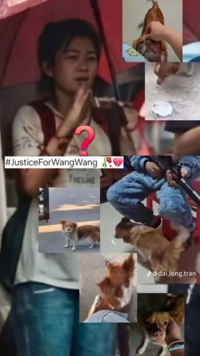 mamafuku999's tweet photo. We must not let this tragedy repeat itself; we must not let the “Wanwan” mother-and-child case fade from memory.
I’ve heard that videos related to the “abuse business” are uploaded at a rate of one every two hours. Even as we go about our everyday lives, animals are falling victim somewhere in the world. There are many people who say, “I didn’t know that” or “It has nothing to do with me.” I hope as many people as possible will learn about the tragedies these animals face. Each and every one of us is doing our part. You are all messengers. Let’s spread the word, and let it spread even further—like ripples in water. 🙏
#ワンワン
#動物虐待反対