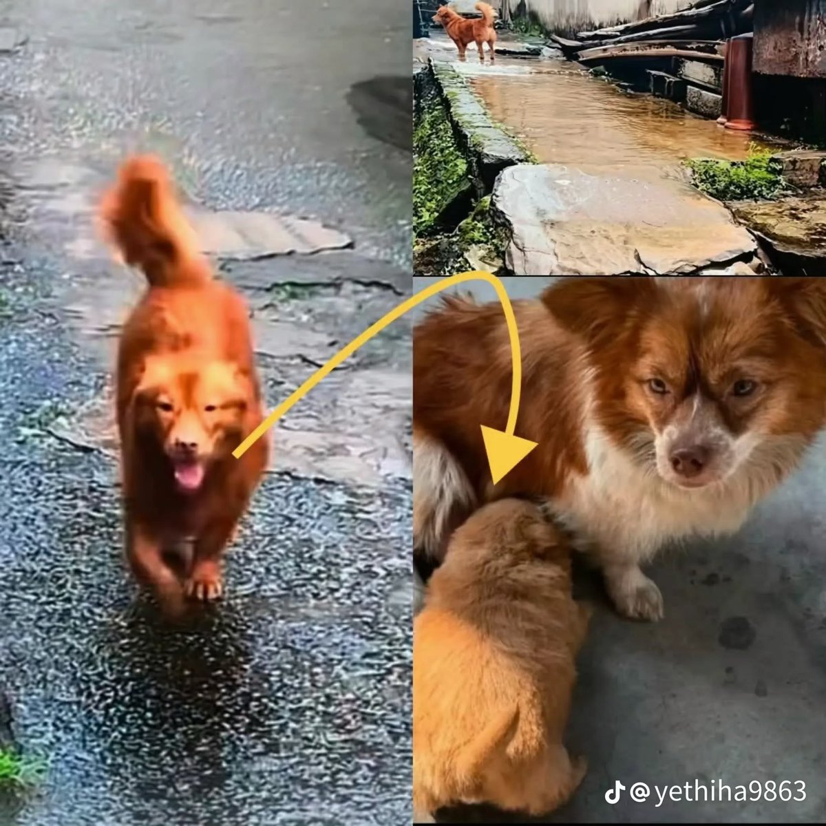 mamafuku999's tweet photo. We must not let this tragedy repeat itself; we must not let the “Wanwan” mother-and-child case fade from memory.
I’ve heard that videos related to the “abuse business” are uploaded at a rate of one every two hours. Even as we go about our everyday lives, animals are falling victim somewhere in the world. There are many people who say, “I didn’t know that” or “It has nothing to do with me.” I hope as many people as possible will learn about the tragedies these animals face. Each and every one of us is doing our part. You are all messengers. Let’s spread the word, and let it spread even further—like ripples in water. 🙏
#ワンワン
#動物虐待反対