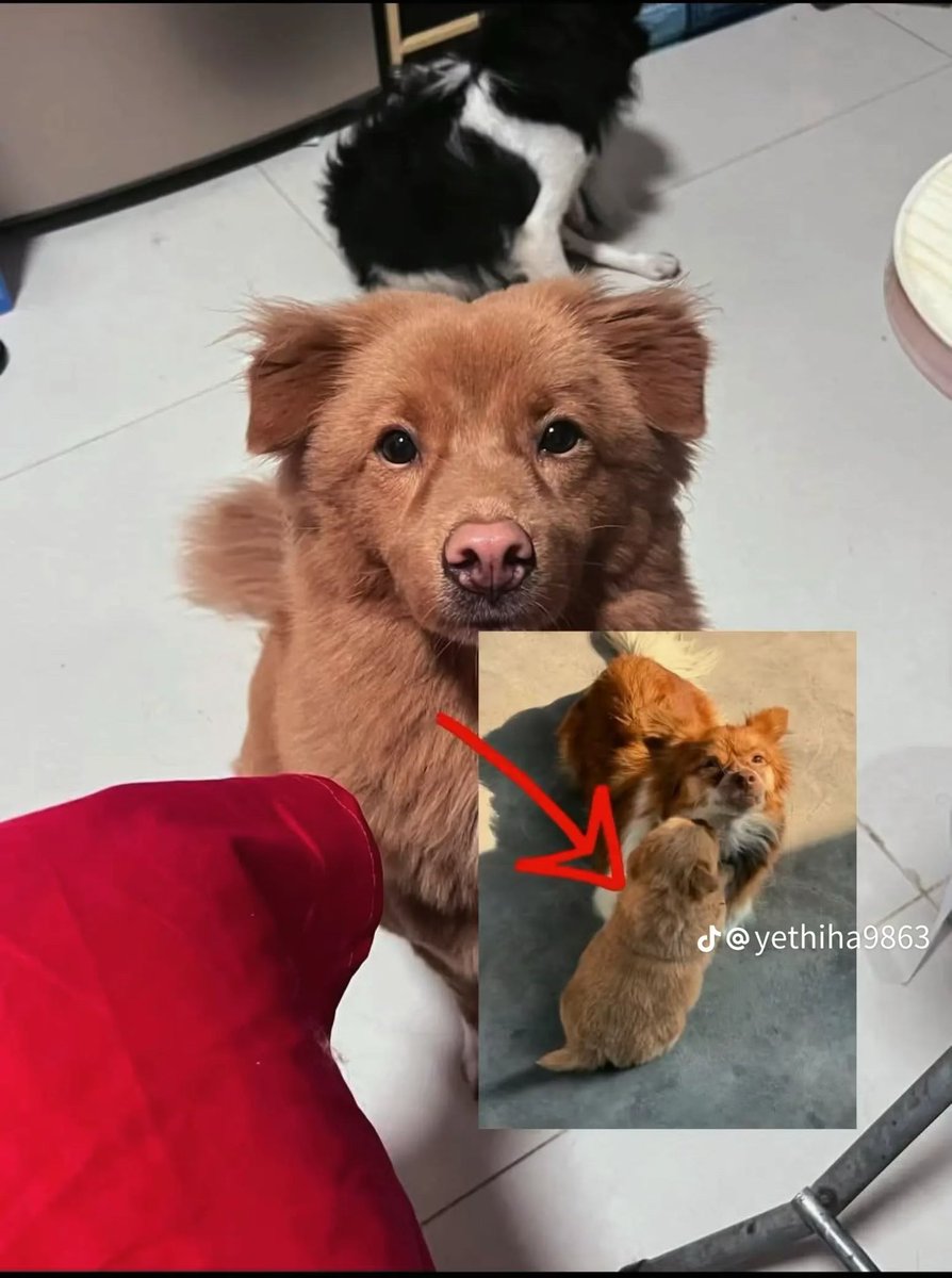 mamafuku999's tweet photo. We must not let this tragedy repeat itself; we must not let the “Wanwan” mother-and-child case fade from memory.
I’ve heard that videos related to the “abuse business” are uploaded at a rate of one every two hours. Even as we go about our everyday lives, animals are falling victim somewhere in the world. There are many people who say, “I didn’t know that” or “It has nothing to do with me.” I hope as many people as possible will learn about the tragedies these animals face. Each and every one of us is doing our part. You are all messengers. Let’s spread the word, and let it spread even further—like ripples in water. 🙏
#ワンワン
#動物虐待反対