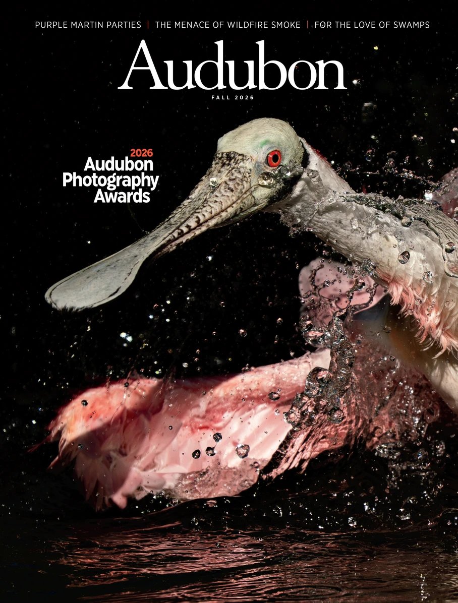 Intellicurious's tweet photo. AUDUBON MAGAZINE - FALL 2026
@audubonsociety The 2026 Audubon Photography Awards: The Top 100 - The photographers’ artistry and the beauty of birdlife from Canada to Chile; Smoke from Wildfires Is a Growing Health Threat to Both People and Birds
https://t.co/Te0hAvbT44 https://t.co/RY83XJxwlU