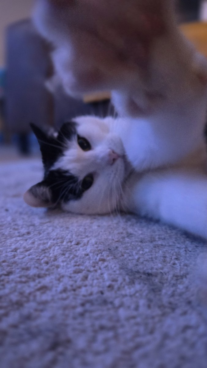 TamTu's tweet photo. @Sadeness0 @clearrivergames He's a good boi! https://t.co/xusYJvo9Ah