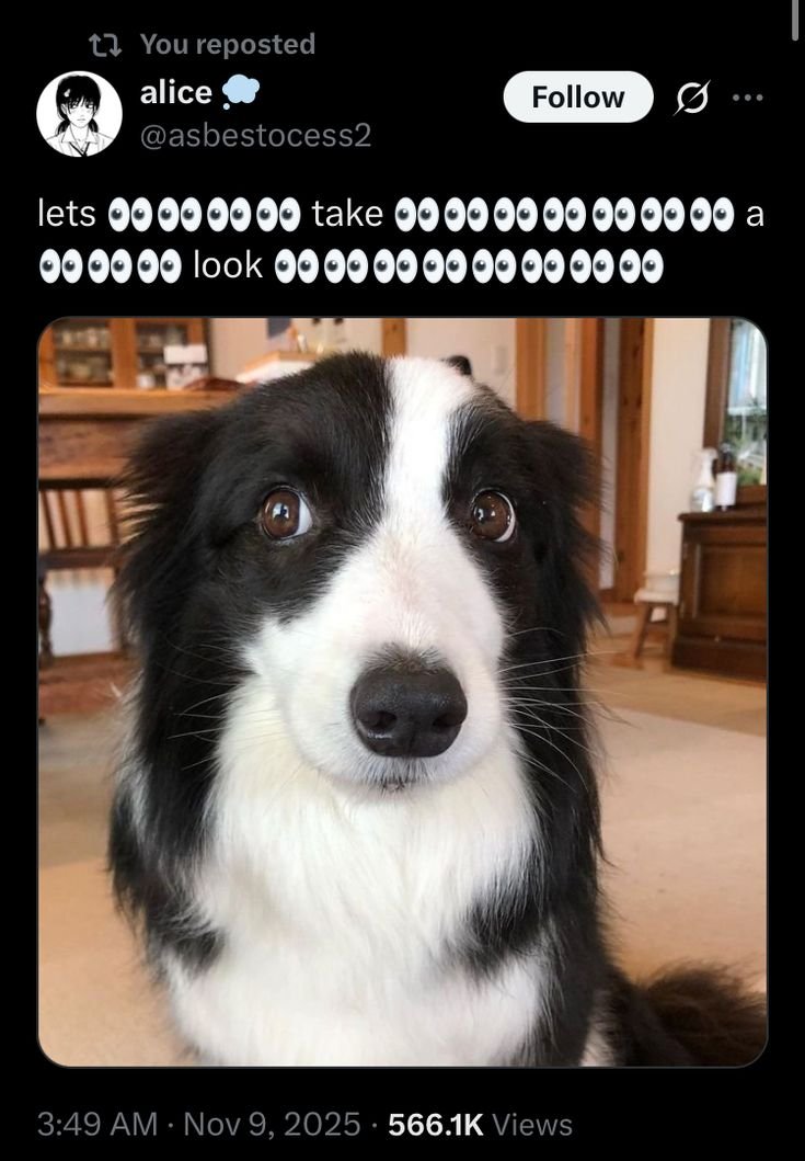 thatuuhhhguy's tweet photo. @iamlourandes meu deus!!! é o doguinho let's take a look https://t.co/TtxkRVkDnX