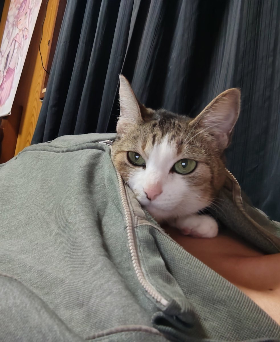 hatuse_amane's tweet photo. 服の中入ってきて可愛いwww
#猫 https://t.co/QEHmhw9XmZ