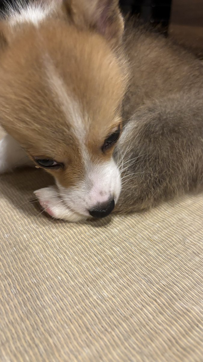 16clcl's tweet photo. ピンクの肉球がいいにおい　やわらかぷにぷに https://t.co/QJ3L5VsE2c