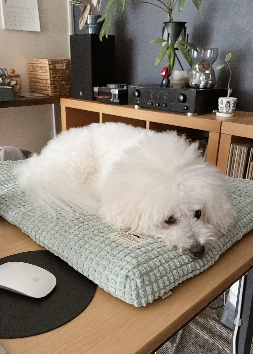 hagireneko's tweet photo. 抱っこして欲しかった犬、拗ねてる
バズったので機嫌直してください https://t.co/N4qfuZVrHn