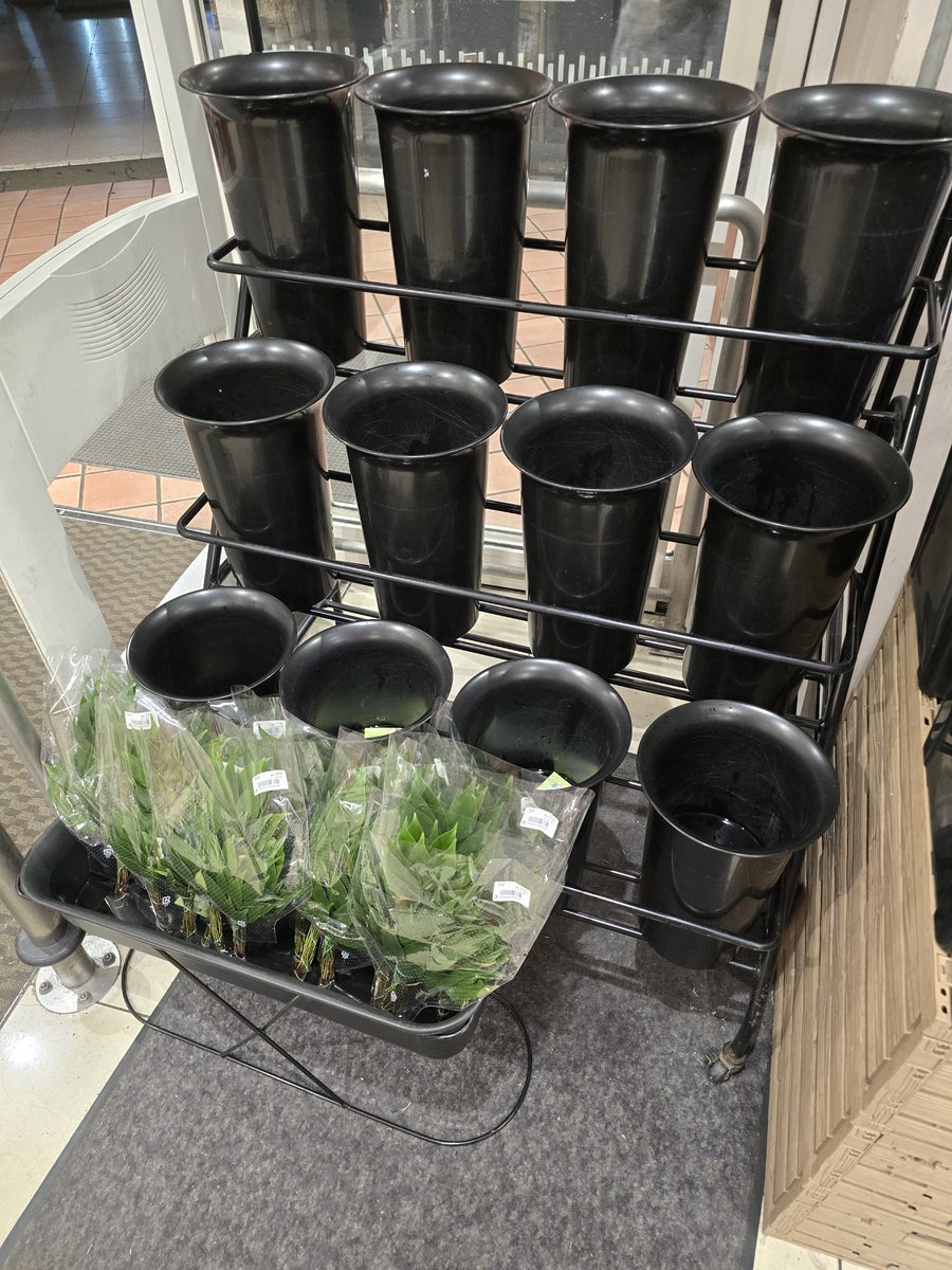 sin_sp1's tweet photo. 仕事帰りに花屋…なくなってる？ぇ？ここも？飲み屋街のミニ花かご自販機も？いつの間に…
何でも高騰してる今…生花なんて贅沢品過ぎるから…？
ぁ…あのスーパー…大体いつもデンファレとかすみ草は在庫あるような…
(  ˙-˙  )何故…今日に限って…榊買う…？花瓶は可愛いのあるけどさ…榊…？たぶん https://t.co/2TqAlMsYTB